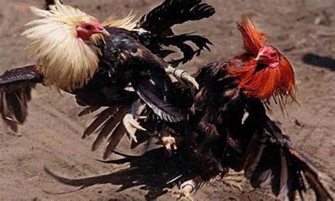 kulay ng manok ayon sa buwan|Mga pamahiin sa pagsasabong – Abante Tonite.